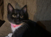 One female kitten
