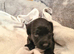 Doxiepoo Girl Puppies