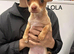 Beautiful Chihuahua Girls for Sale &ndash; Molly & Lola