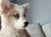 Adorable chow husky