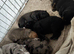 Gorgeous Staffy x Blue Merle Collie Pups