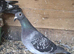Romanian Racing Homer Pigeons