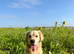 Golden Retriever Puppies 3 Girls & 2 Boys NOW HERE!