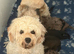 Gorgeous happy Doodle puppies