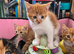 Ginger and Calico Kittens for Sale