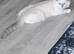 Champion,pedigreeTICA ragdoll kitten