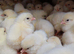 Hyline Day‑Old Chicks – Guaranteed Females