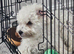 Puppy for sale