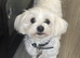 F1 Adorable Maltipoo puppies