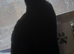 6 year old female neutered cat