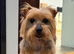 Yorkshire Terrier Dog