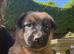 Belgium malinois x Belgium shepherd pups