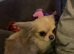 Chihuahua boy
