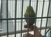 Baby budgie