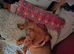 Lovely little miniature dachshund tiny girl