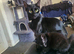 8 Week Old Kittens