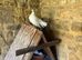 Beautiful Fantail dove pure White and some wth black tail feathers .