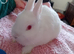 Pure bred Netherland Dwarf girl