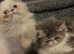 Female persian