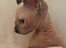 Sphynx bambino  kitten Ready Now
