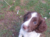 Beautiful English springer spaniels
