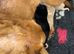Beautiful Yellow Labrador Retriever Puppies - Working Lines