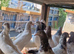 Pakstani pigeons