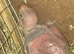 Breeding pair Indian ringnecks
