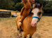 Beautiful buckskin filly
