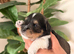 5* KC Tri-Colour Parti & Black Mini Schnauzer