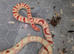 Female mandakeetee corn snake