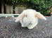 10 week mini lop doe