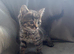 Part Maine Coon kittens