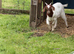 Goat kids for sale Boer x