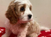 Cavapoo girl
