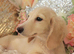 Gorgeous Clear Cream Mini Dachshunds