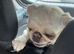 Beautiful girl pug