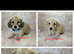 Mini long haired cream dachshund READY NOW