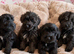 Beautiful Schoodles Pups Fully vaccinated