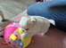 Beautiful chihuahua puppies kc