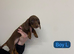 Dachshund