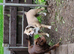 2 olde English bulldogs