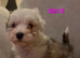 READY NOW GORGEOUSE SABLE MALTIPOO PUPPIES