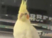Tamed Male Latino cocktail for sale