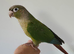 Pineapple conures