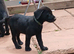 Quarter collie x lab