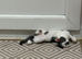 Beautiful Kittens Looking for Loving Homes