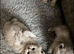British Shorthair Kittens Vet Health Checked