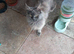 Maine Coon Looking for a New Home