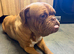 Dogue de Bordeux Girl